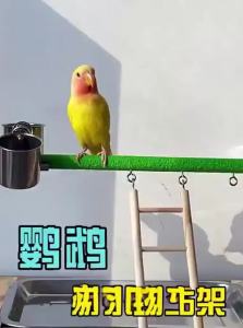 VOA | Parrot Stand Entertainment Perch Poop Device Scratching Stick