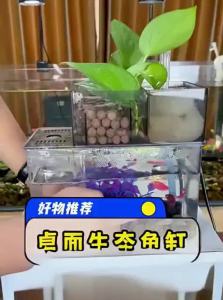 NAICHONG | Low Maintenance Saltwater Betta Fish Aquarium