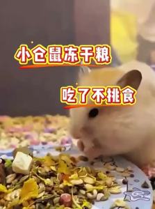 VOA | Nutritious Hamster Food for Dwarf Hamsters