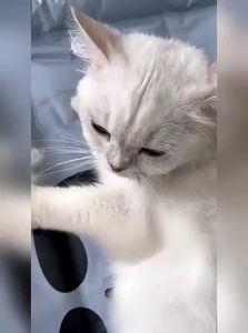 Popocola | Cat Hair Removal Cat Grooming Brush