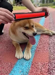 7o | Adjustable Dog Collar and Leash for Various Dog Sizes