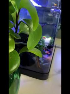 KUOTING | Small Fish Tank with Integrated Filter and Oxygenator for Home Use