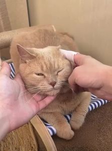 7o | Ear Cleaning Itch-Relief and Anti-Bacterial Wipes for Pets