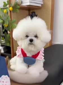 VOA | Cute & Adjustable Dog Coat for Small Dogs
