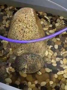 VOA | Nutritious Turtle Food for Grass Turtles Brazilian Turtles Small Turtles and Baby Turtles