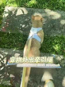 7o | Escape-Proof Pet Traction Rope For Outdoor Use