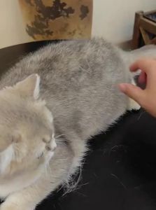 BAYLDAHL |Pet Omega-3 Fish Oil Softgel Anti-Shedding