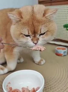 BAYLDAHL | Hair Growth Fattening Hydration Cat Wet Food