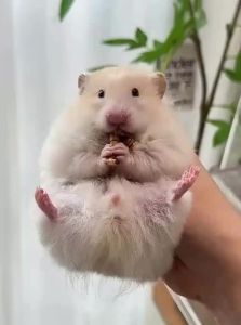 BUCATSTATE | Nutritious Insect-Based Main Food Hamster Food