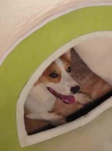 HELLOLEIBOO | Warm Insulated Pet Bed Removable Half-Enclosed House
