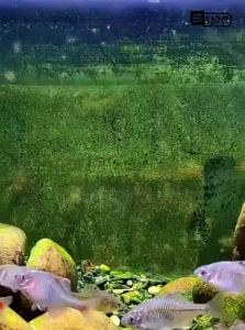 Yee | Algae Cleaning Fish Tank Scraper