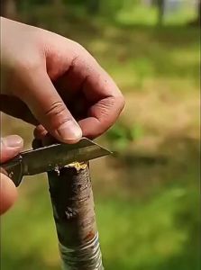 MONLEYTA | German Grafting Knife Fruit Tree Pruning Tool Sharp Steel Bud Grafting Tool For Tree Buds And Branches Trimming
