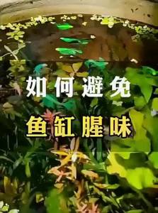 MONLEYTA | Aquarium Landscape Base Sand for Water族