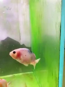 BESSN | Strong Magnetic Fish Tank Cleaner Large Tanks