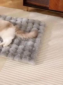 7o | Thickened Warmth Pet Cat Blanket