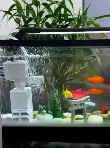 KUOTING | Filter & Oxygenator Integrated Desktop Aquarium