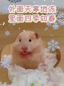 Tafit | Warm & Odor-Resistant Small Hamster Bedding
