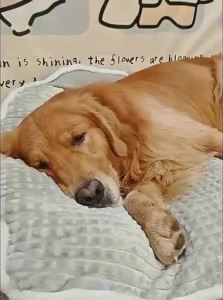 hipidog | Winter Warmth Removable Dog Bed