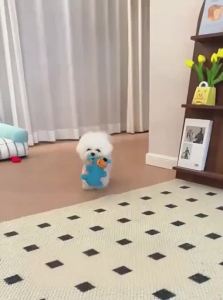 VOA | Blue Interactive Chew Toy for Dogs