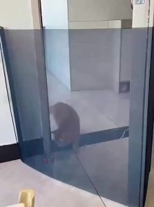 YIMING | Pet Barrier Fence Auto-Extend No-Drill Indoor Stair Gate