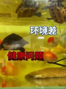 HUICHONG | Turtle and Fish Aquarium Ecosystem Design Home Living Small Mixing Drying Platform Bottom Drainage