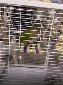 VOA | Biteable Entertainment Toy Set for Parrots Including Climbing Swings