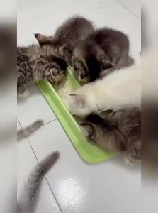 VOA | Anti-Tip Newborn Kitten Ceramic Food Bowl