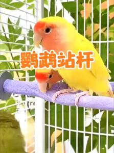 VOA | Chewing Grinding Toy Standing Perch 4-in-1 Bird Accessories