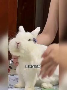 VOA | Cleaning Pet Wipes