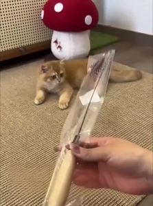 7o | Durable Entertainment Cat Toy