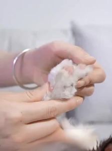HELLOLEIBOO | Pet Foot Hair Trimmer Electric Quiet