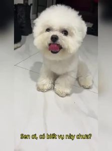 POPOCOLA | Mũ Bảo Vệ Chống Nắng Cho Thú Cưng Ngoài Trời Mùa Hè
