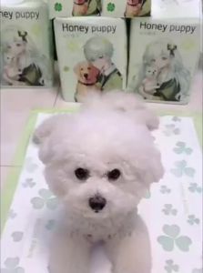 VOA | Dogs Pee Pad Thicker Odor-eliminating Potty Training
