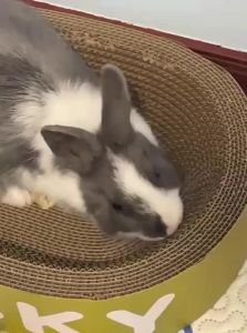 VOA | Biting Scratching Pet Toy Sleeping Pad