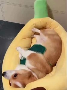 VOA | Warm Washable Dog Bed for Small & Medium Dogs and Cats