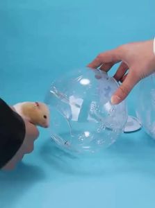 VOA | Transparent Entertainment Hamster Ball