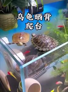 VOA | Aquarium Turtle Basking Platform with Acrylic Suction Cup Floating Island