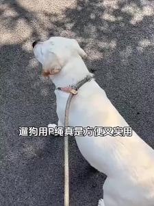 VOA | Anti-Escape Shock-Resistant Dog Leash for Large Dogs