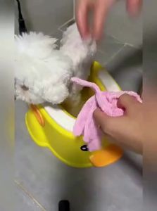 VOA | Pet Bathing Gloves Bubble Maker