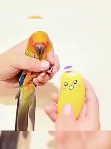 VOA | Bird Nail Grinder Claw Sharpening Tool
