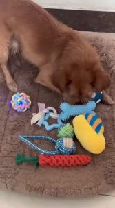 Hipidog | Dog Toys Self Entertaining Sound Making Teeth Grinding Toys For Bichon Teddy Small Puppies Pet Supplies Hipidog