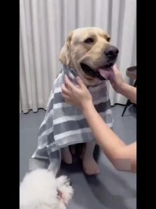 hipidog | Thick Absorbent Soft Quick-Dry Pet Towel