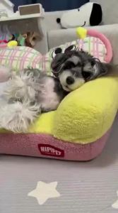 hipidog | Removable All-Seasons Pet Bed