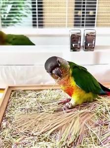 VOA | Teeth-grinding Training Reward Bird Treats