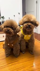 hipidog | Fall Pet Dog Clothes for Small Breeds