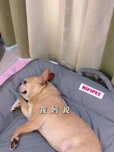 hipidog | Seasonal Washable Dog Bed Pad for Small Dogs