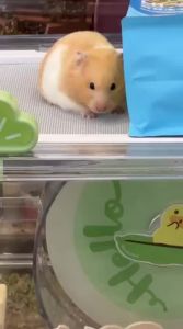 BUCATSTATE | BUCATSTATE | Buka Star Hamster Cage Portable Carrier BeanDuck Collaboration Edition Portable Carrier for Golden Hamsters
