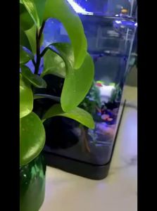 KUOTING | Tabletop Small Aquarium with Scenery Ecosystem and Oxygen Production