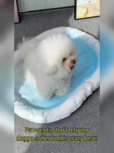 Popocola | Pet Cooling Pad Summer