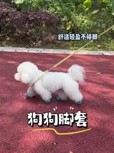 7o | Anti-Slip Waterproof Pet Shoes